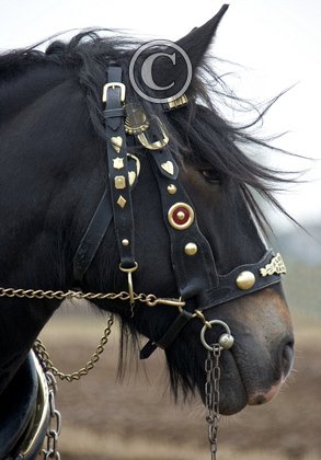 Heavy Horses DM1212